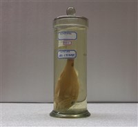 藏品(大型海緋鯉)的圖片